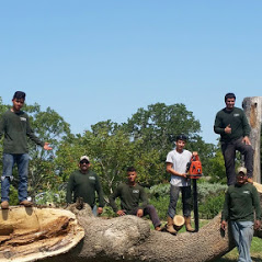Crew above a large tree removed and ready to be grinded in central Texas.
