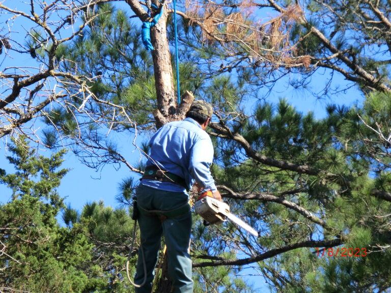 Man removing tall tree using chainsaw in Austin, Texas.